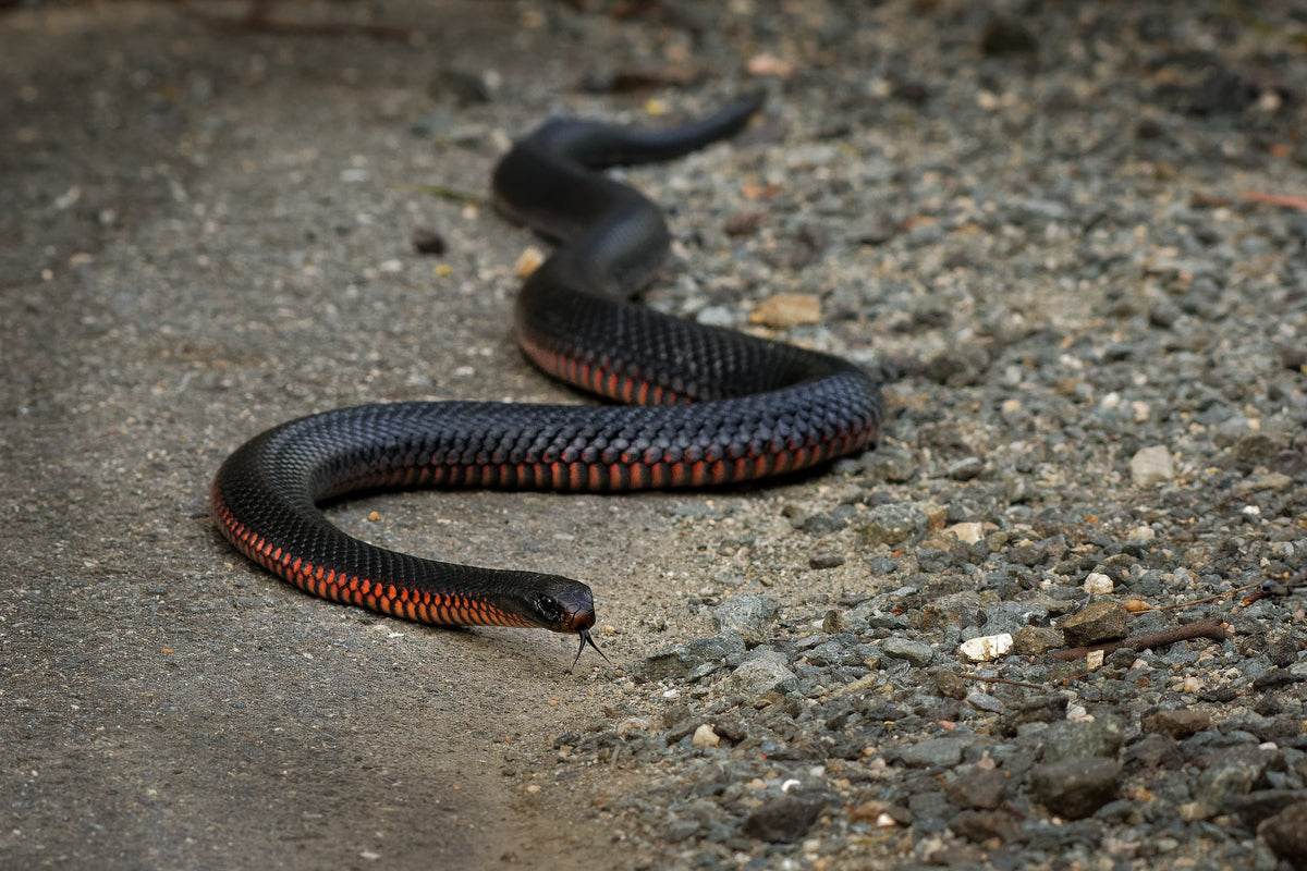 The Gold Standard in Snake Handling for Professionals