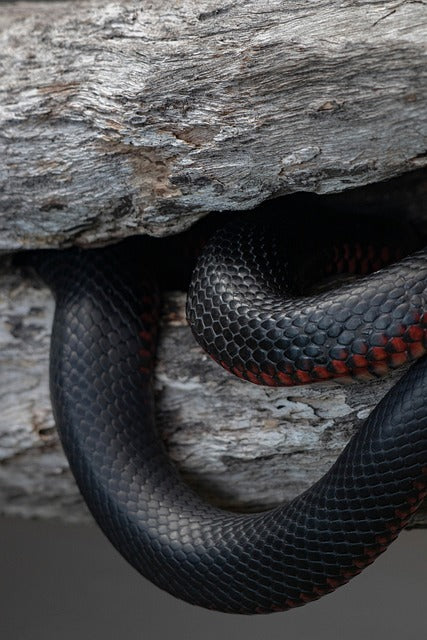 Your Guide to Snake Bite First Aid for Home and Rural Landowners